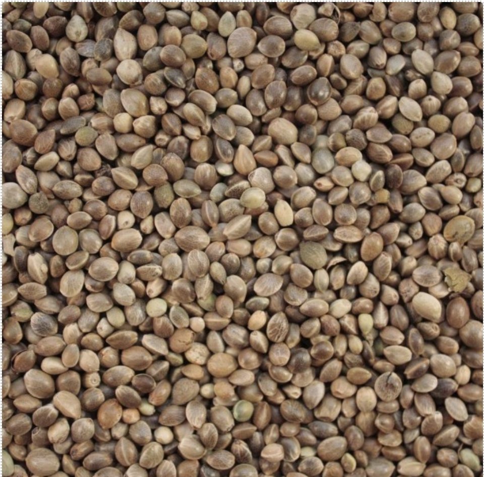 Hemp Seed