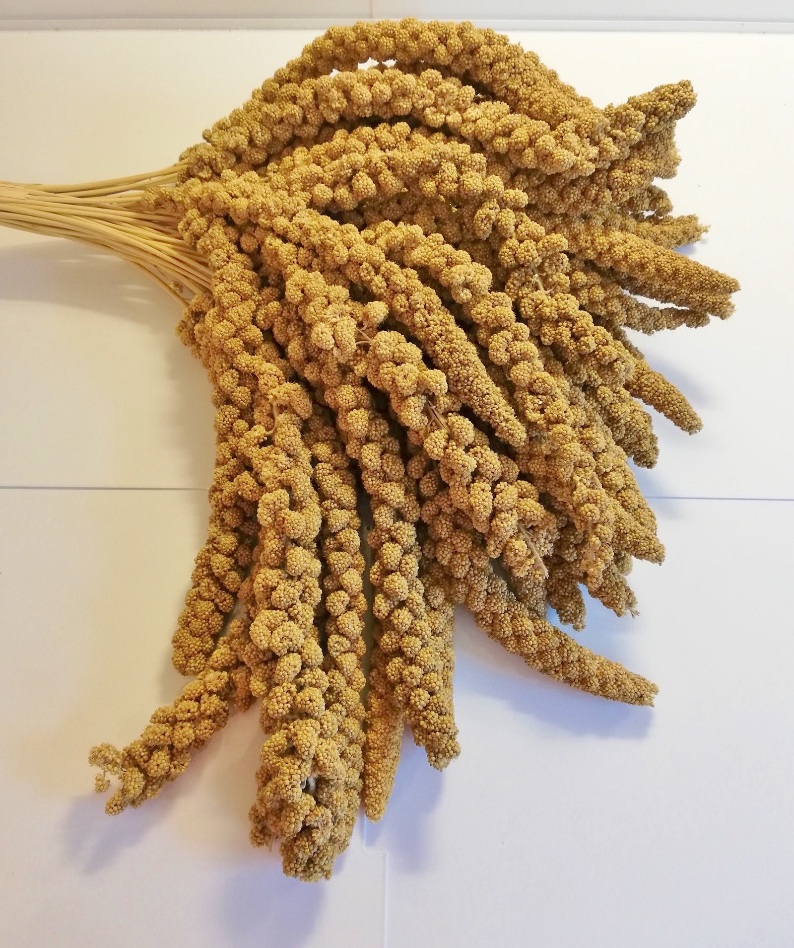 Yellow Millet Sprays