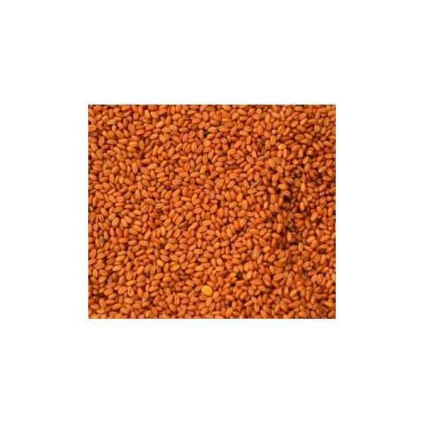 GOLD OF PLEASURE SEED 1 KG