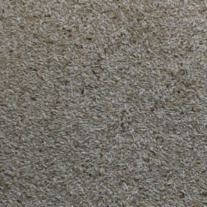 Manitoba White lettuce seed 1kg